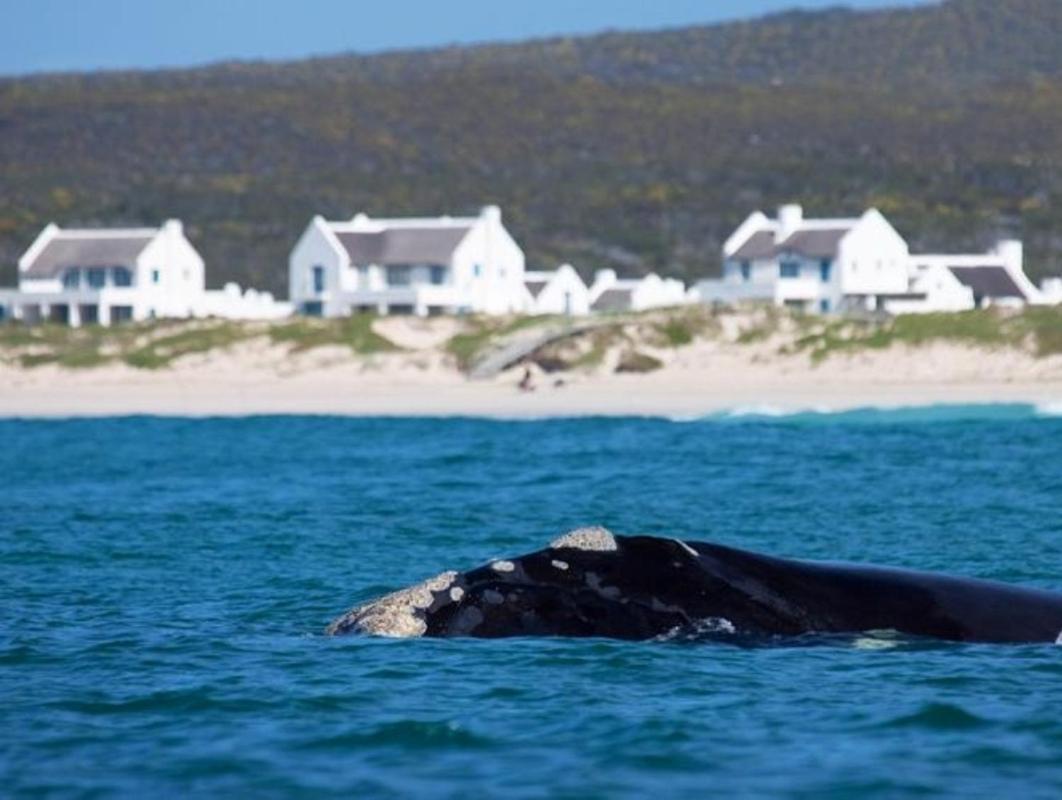 Zuidste Huisie Fisherman'S Cottage Struisbaai Exterior photo
